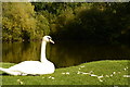 A swan at Eureka park, Swadlincote