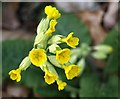 False Oxlip by the Monarch