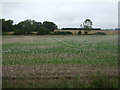 Stubble field west of Norwich Road (A140)