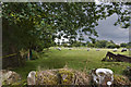 Grazing sheep at Alder House Farm