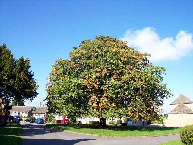 Royal conker tree at Haconby, near Bourne, Lincolnshire (2)