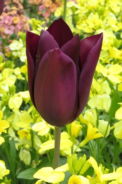 Tulip in the garden at Upton House