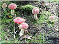 SJ0010 : Mushrooms by Glyndwr's Way near Bryncyrch by Dave Kelly