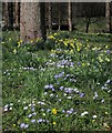 Flowers by the church, Sherborne