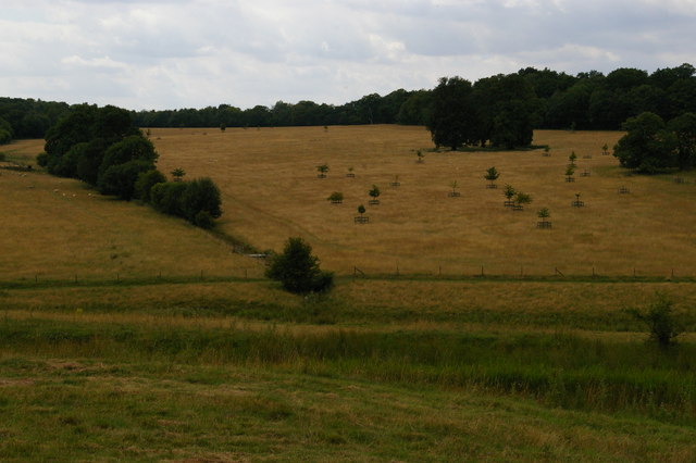 Ickworth Park: view over the Linnet valley towards Downter's Wood