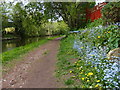Flowers along the Grand Union Canal towpath