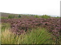 NC5705 : Heather on the Ord Hill Path by M J Richardson