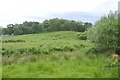 Bracken, Kinloch