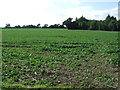 Crop field near Kiln Farm