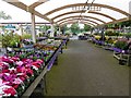 Flowers in the rain at Wyevale garden centre