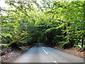 ST1517 : Tree-lined road on Buckland Hill by Roger Cornfoot