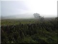 Lifting fog, Sorbietrees