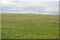 TQ3313 : Chalk grassland, Ditchling Beacon by N Chadwick
