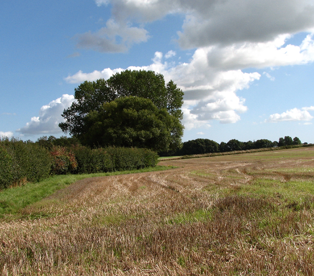 Trees in field boundary hedge © Evelyn Simak cc-by-sa/2.0 :: Geograph ...