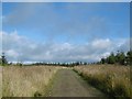 Logging road, Kershope Forest