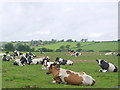 Cattle at Rookery Farm