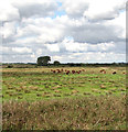 TG3404 : Hereford bullocks grazing in Claxton Marsh by Evelyn Simak