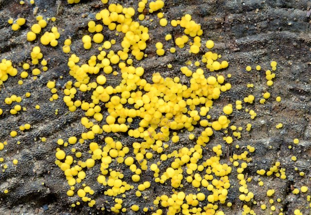 Small Yellow Fungus Crawfordsburn © Albert Bridge Geograph