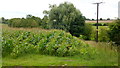 Maize crop near Longford