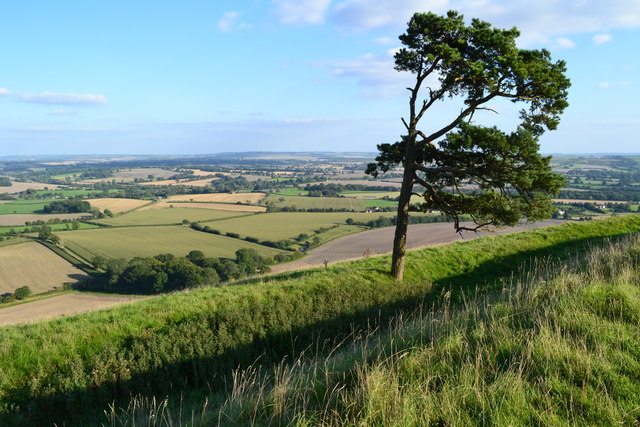 Isolated tree on Martinsell Hill