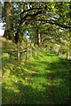 Tree-lined footpath 