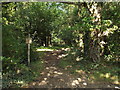 Bridle path near Sarratt