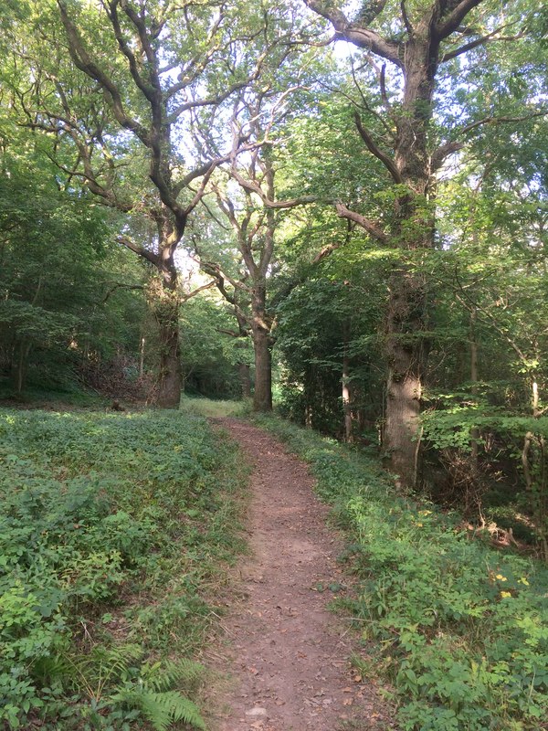 Woodland path © John H Darch cc-by-sa/2.0 :: Geograph Britain and Ireland