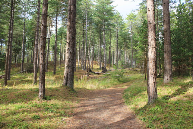 Newborough Forest, Anglesey