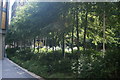 View of a row of trees in the Neo Bankside development