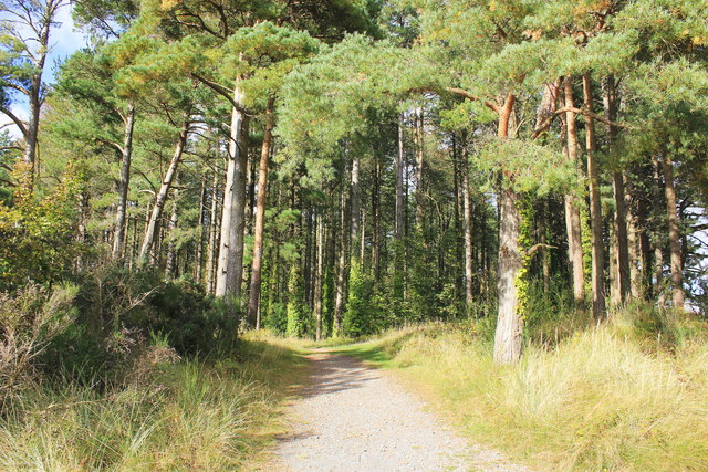 Newborough Forest, Anglesey