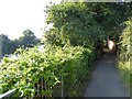 Riverside path (cycling and walking) by River Exe