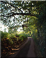 SX9288 : Uphill and south on Old Matford Lane by Robin Stott