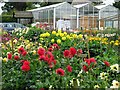 Dahlia beds, Heddon Nurseries