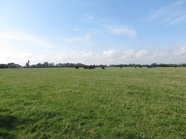 Cattle grazing at North Togston