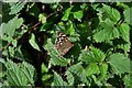 United Downs: Speckled wood butterfly seen on farm track