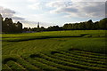 TL5438 : Saffron Walden: the Turf Maze and view over the Common towards St Mary's church by Christopher Hilton