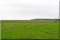 Looking over Dingle Marshes, Dunwich