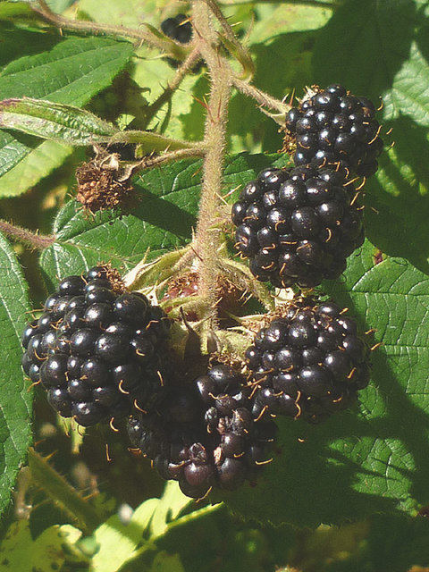 2015 - a great year for blackberries