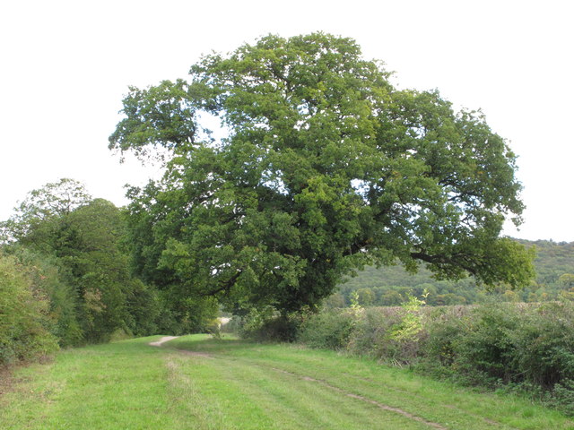 Oak tree in hedgerow by the Ridgeway © David Hawgood cc-by-sa/2.0 ...