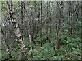 Woodland above the Liddel Water