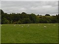 Field near Newcastleton