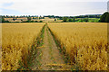 Path through a field of oats