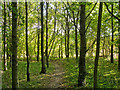 Footpath through wood, near Sprotts Hall, Polstead