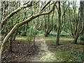 Woodland, South Foreland