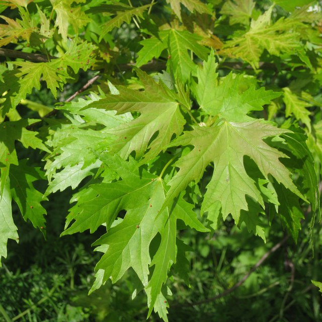 Foliage of Silver Maple, Acer... © Robin Stott cc-by-sa/2.0 :: Geograph ...