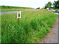 Wildflower verge, Finglandrigg