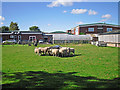 School sheep