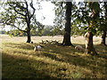 Sheep grazing, Nelson