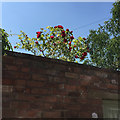 A stunning old rose looks over a garden wall, private road, Royal Leamington Spa