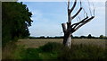 Footpath and dead tree